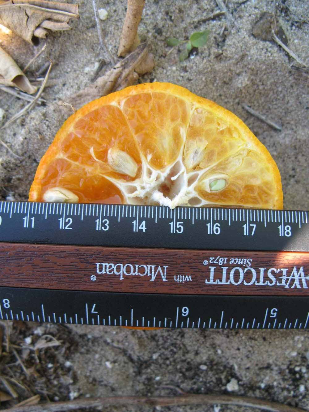              Fruit cross-section (Winter Haven, FL)       